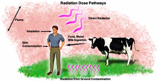 Graphic showing radiation dose pathways.  A plume of airborne radiation results in direct radiation and radiation from ground contamination.  A person is then exposed to radiation from skin contamination, inhalation, and ingestion of food, water, and milk.