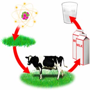 Graphic showing the ingestion pathway of milk as an example.  Radiation contaminates grass, which is eaten by a cow.  The radiation passes into the milk, which is then drunk by people.