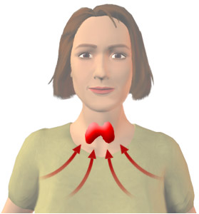 Movement of radioactive iodine to the thyroid gland in the throat.