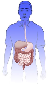 schematic of gastrointestinal system.